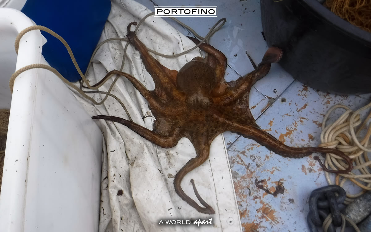 Tra le onde di Portofino: un polpo saluta dal gozzo