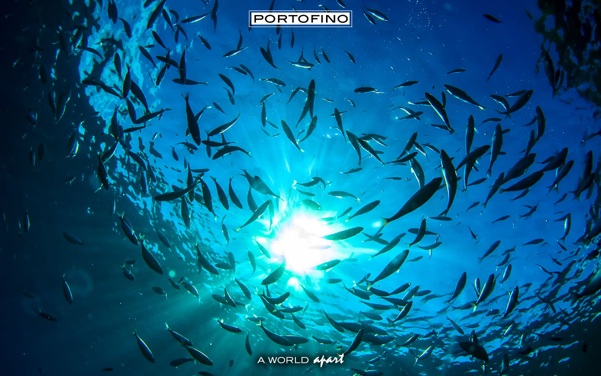 Danze marine nell'azzurro di Portofino