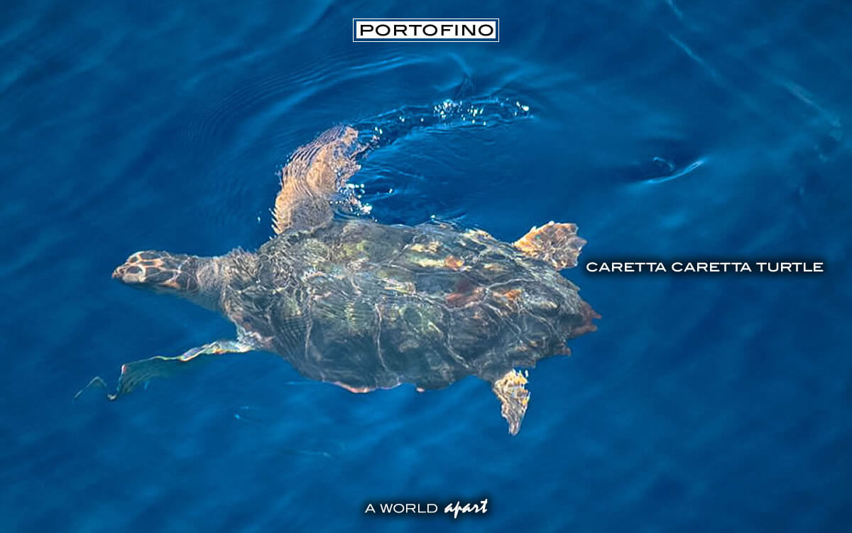 Una Caretta Caretta è venuta a trovarci sotto al Faro
