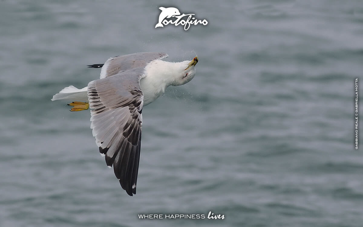 Uno splendido Gabbiano Reale volteggia sul borgo - © Gabriella Motta