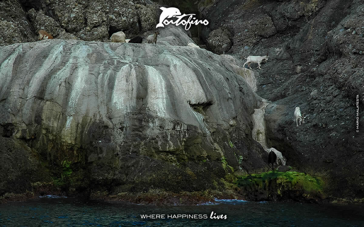 Le caprette che vivono nel Parco di Portofino scendono per il sale!