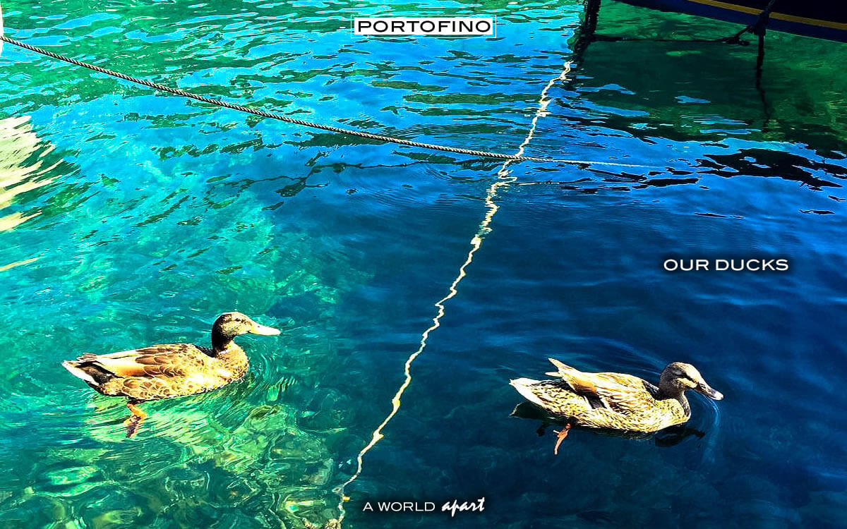 Il Germano Reale è di casa a Portofino!