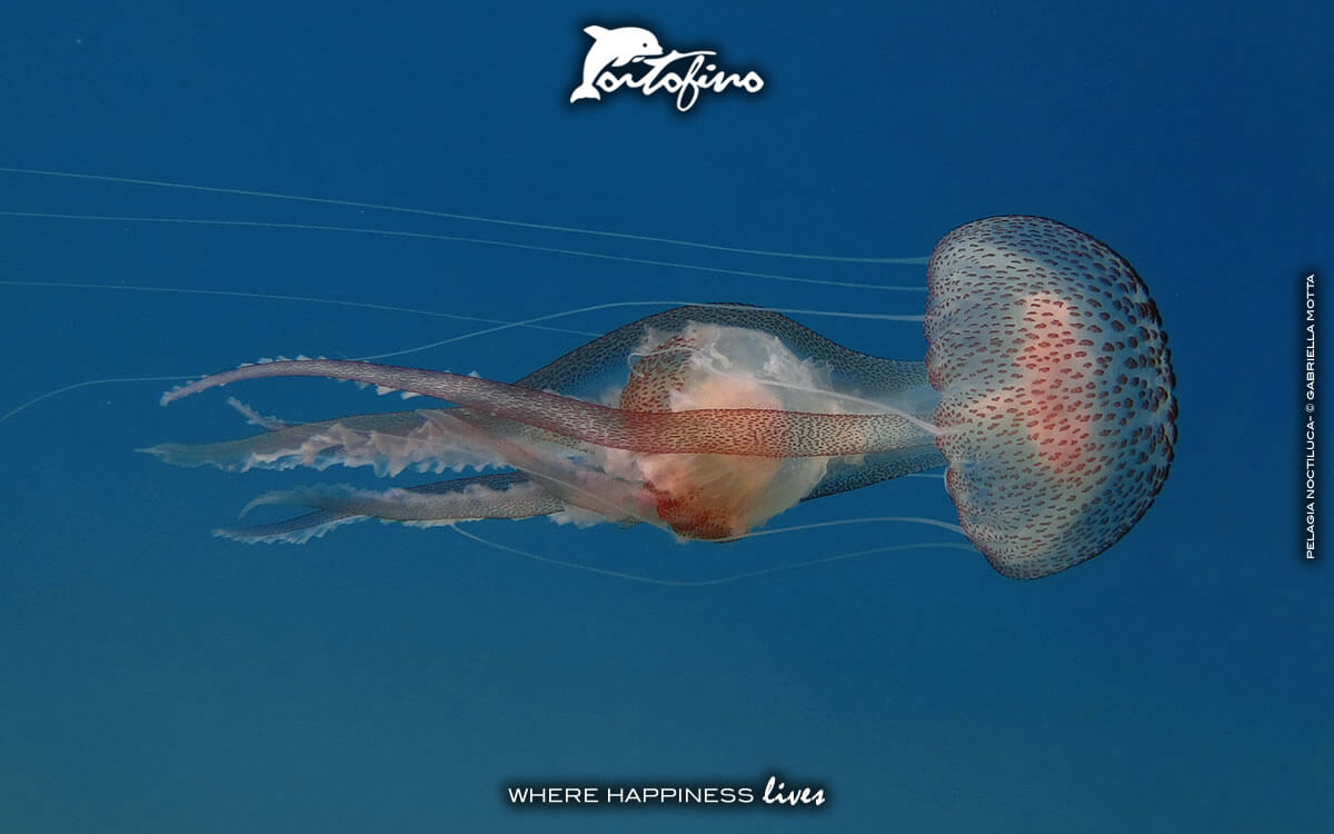 Una splendida Pelagia Noctiluca sotto al Faro di Portofino