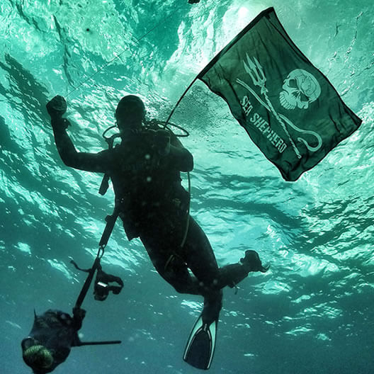 Portofino & Sea Shepherd